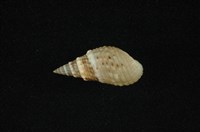 藏品(瘤蜷)的圖片